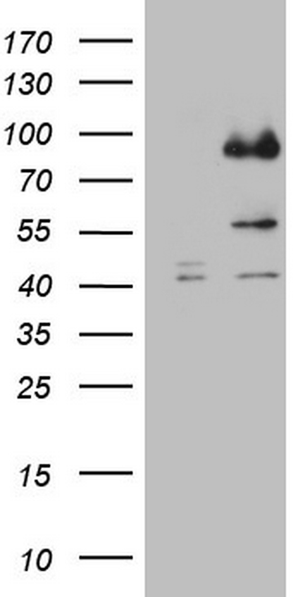 Factor I Antibody