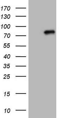 CLINT1 Antibody