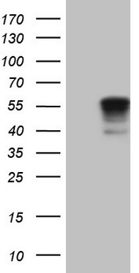 NFS1 Antibody