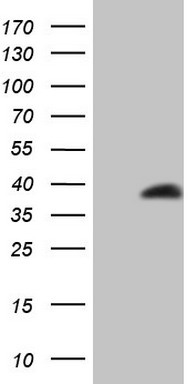galectin 9 Antibody