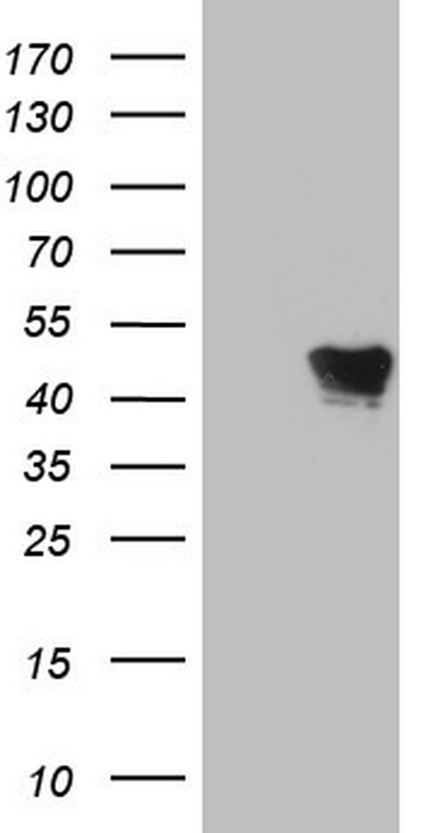 VRK1 Antibody
