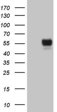 GFI1 Antibody