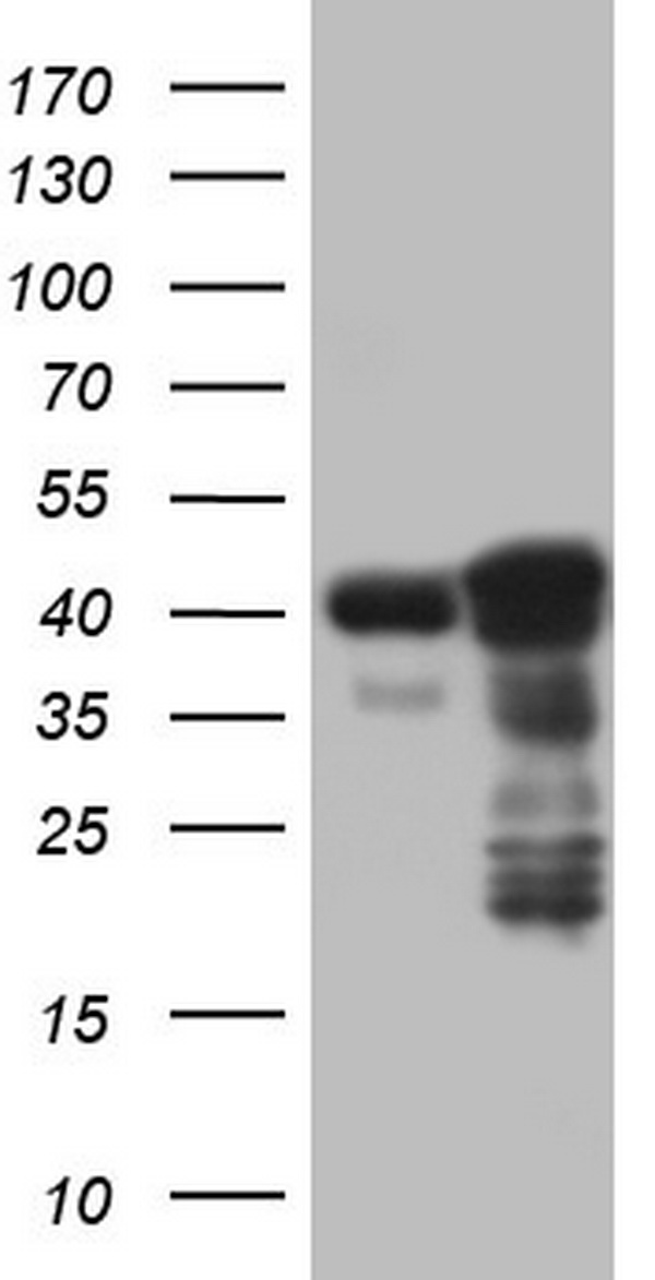 p53 Antibody