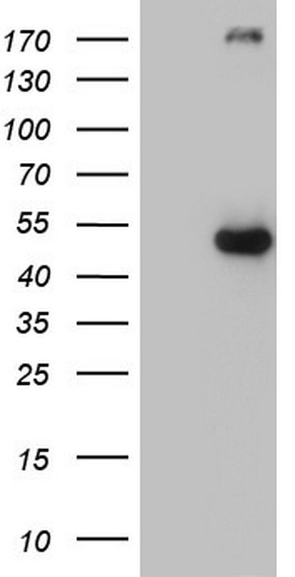 p53 Antibody
