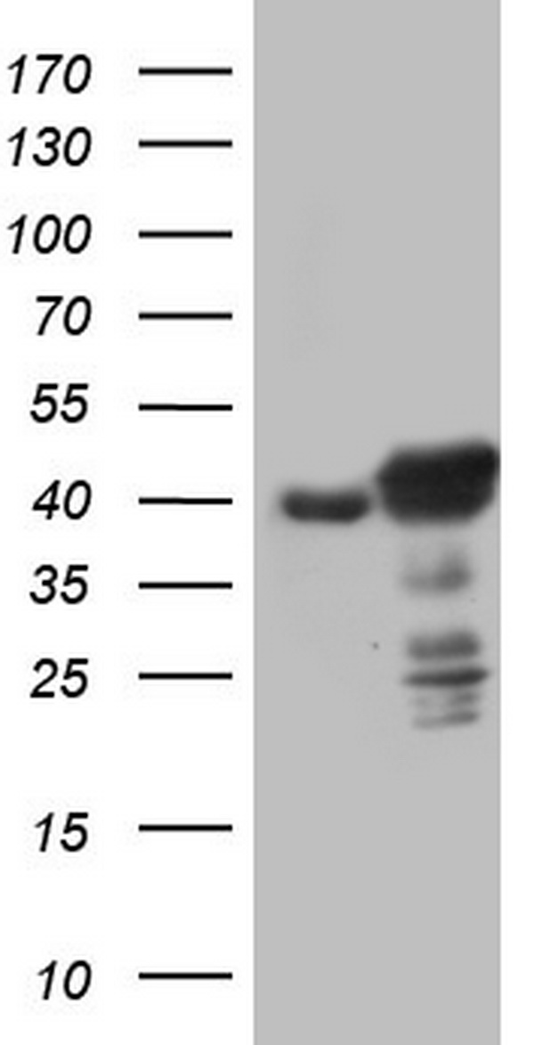 p53 Antibody