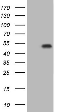 p53 Antibody