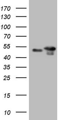p53 Antibody