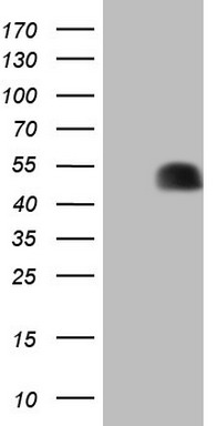 p53 Antibody