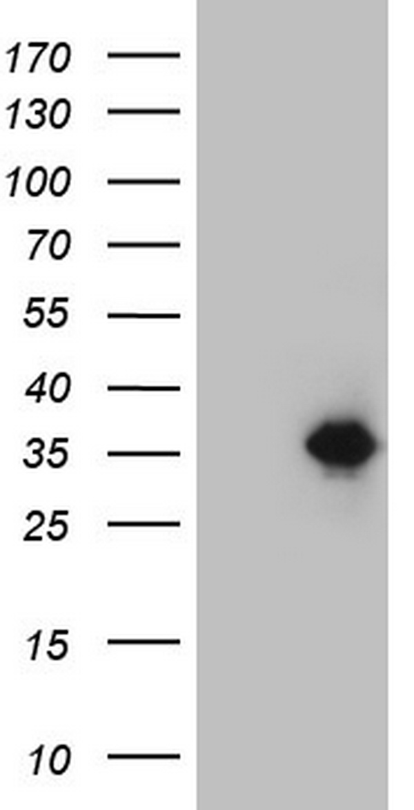 Nkx3.1 Antibody