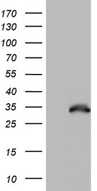 Nkx3.1 Antibody