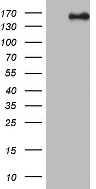 NCOA2 Antibody