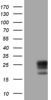 Adiponectin Antibody
