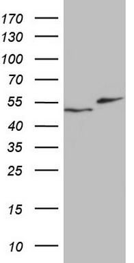 hHR23b Antibody