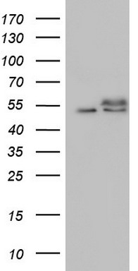 hHR23b Antibody