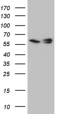 hHR23b Antibody