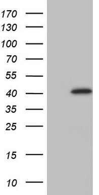 MAD2L1BP Antibody
