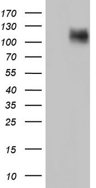 CDH4 Antibody