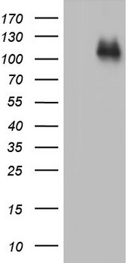 CDH4 Antibody