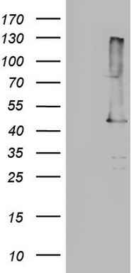 p53 Antibody
