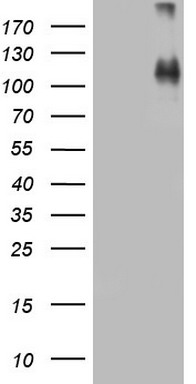 R Cadherin Antibody