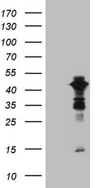 XRCC3 Antibody