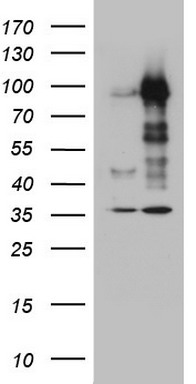 MDM2 Antibody