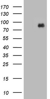 MDM2 Antibody
