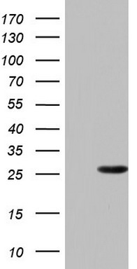 PAFAH1B3 Antibody