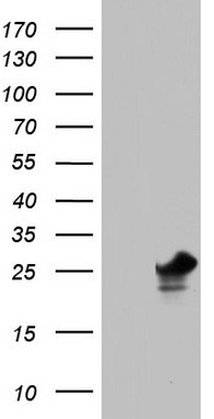 PAFAH1B3 Antibody