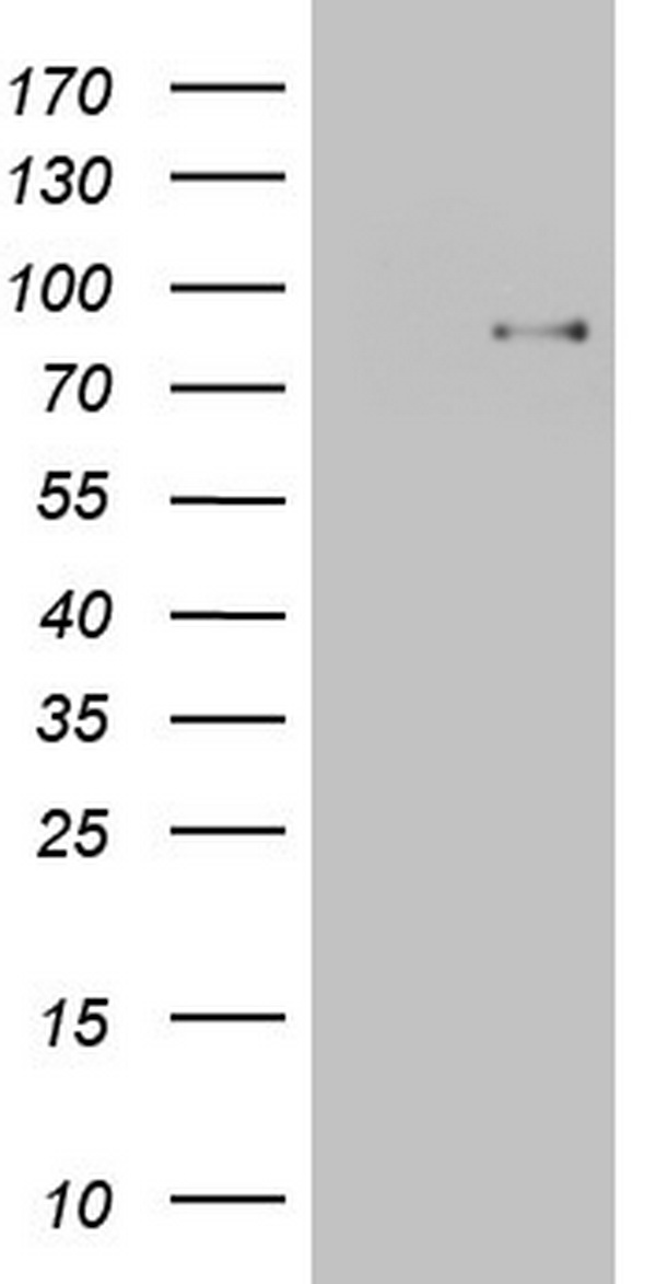 TCF12 Antibody