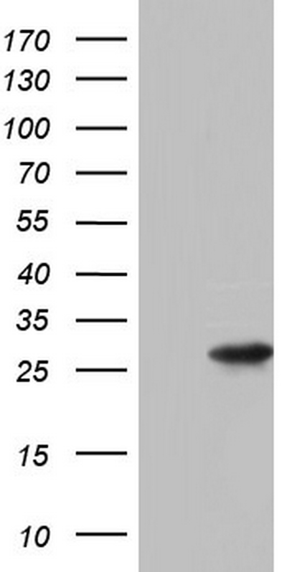 PAFAH1B3 Antibody