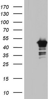 BFSP2 Antibody