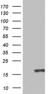 CCL11 Antibody