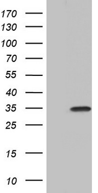 PAFAH1B3 Antibody