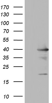 UFD1 Antibody