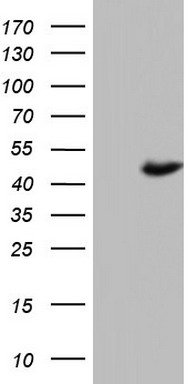 UFD1 Antibody