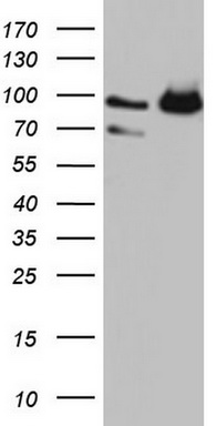 FAF1 Antibody