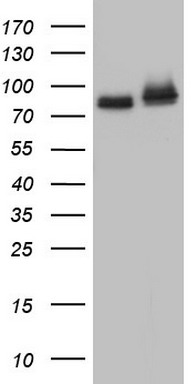 FAF1 Antibody