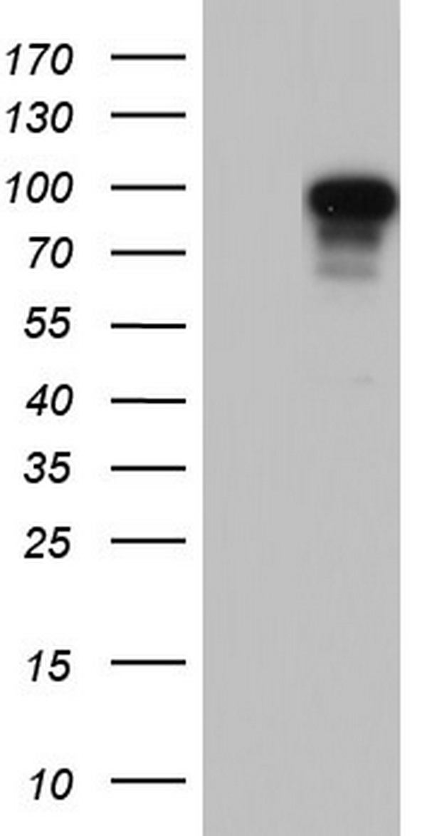 Filensin Antibody