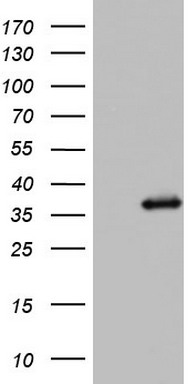 L Kynurenine Hydrolase Antibody