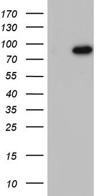 Filensin Antibody