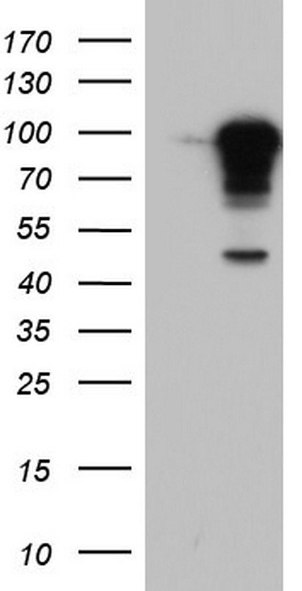 Filensin Antibody