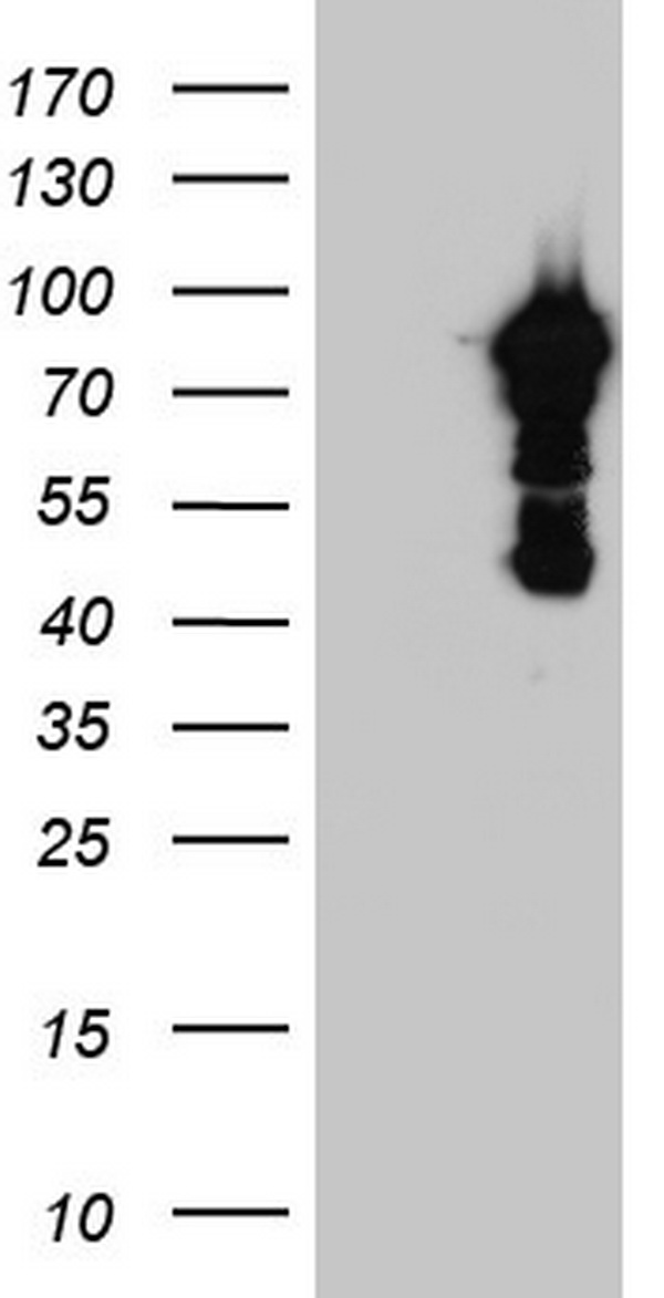 Filensin Antibody