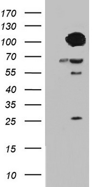 Filensin Antibody