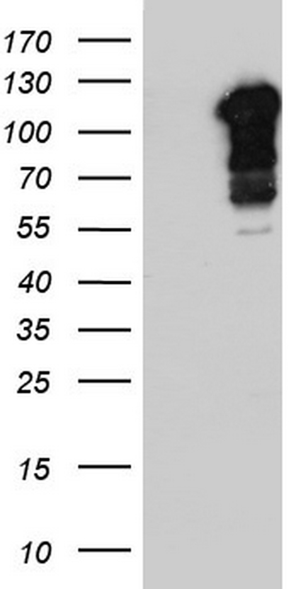 Filensin Antibody