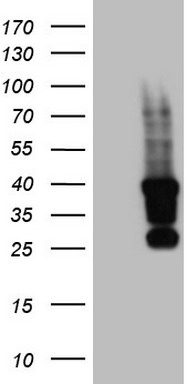 TET3 Antibody
