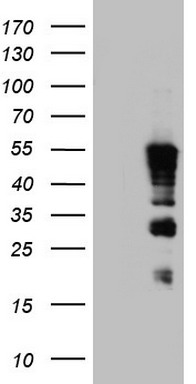 TET3 Antibody