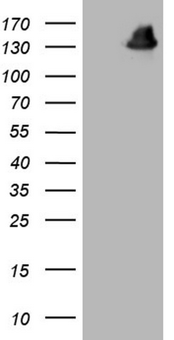 GLI1 Antibody