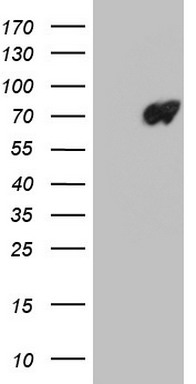 LMNB2 Antibody