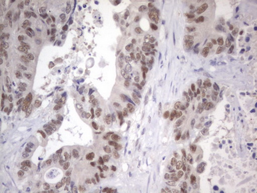 APC Antibody